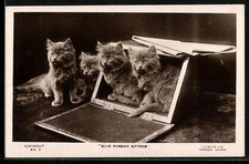 Postcard Blue Persian Kittens 
