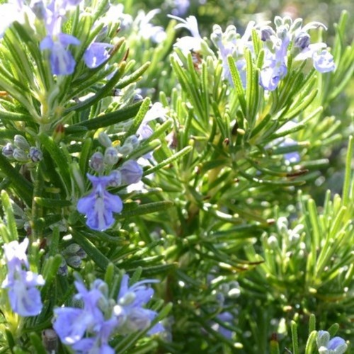 Rosmarinus officinalis - rosmarinus,