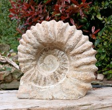 X Large Fossil Ammonite 4.5kg