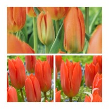 Orange Brilliant Fosteriana Tulip Flower Bulbs. Beautiful Spring Flowers