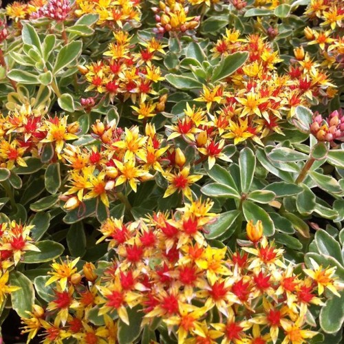 Sedum kamtschaticum orange - sedum,