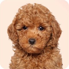 Miniature Poodle Dog Aluminium
