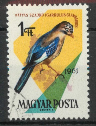 Jay bird hungary - jay,