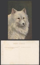A. Muller Mueller Munchen Artist Signed, A Samoyed Dog Puppy Old Colour Postcard