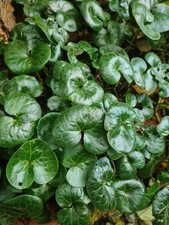 Asarum Europaeum . Wild Ginger