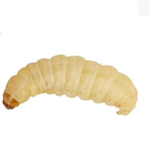 Pack live waxworms 15g for - live,