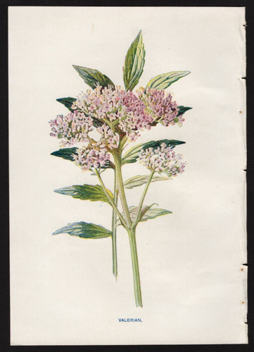 C1902 hulme familiar wild - familiar,