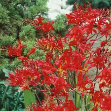 Crocosmia Lucifer, Montbretia