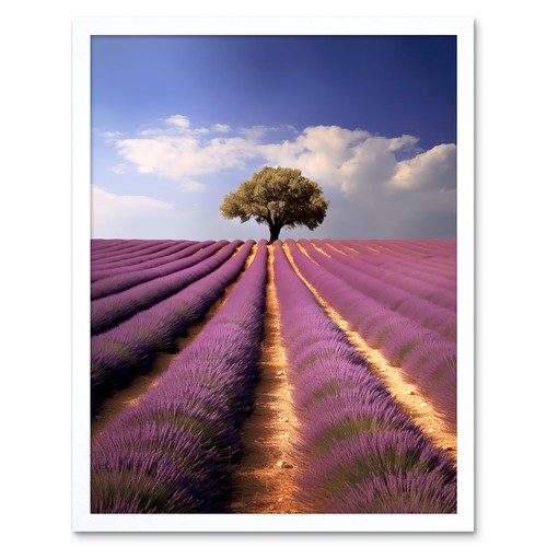 Lavender field provence france - lavender,