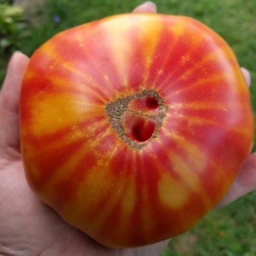 Tomato beefsteak stripey - tomato,