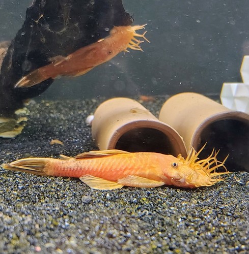 Super red bristlenose - 10+2,
