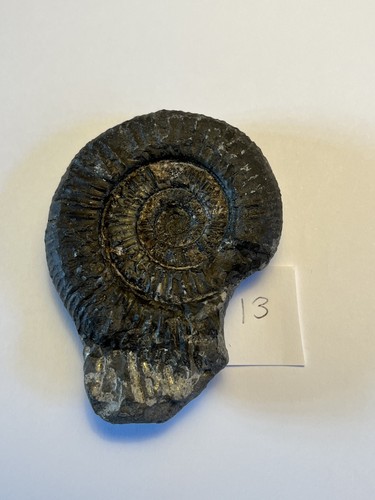 Large dactylioceras - dactylioceras, sp