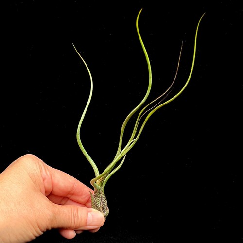 Butzii tillandsia air plant - air,