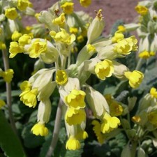 Primula Veris Cowslip x 5 Pack - 3cm Plug Plants - FREE Postage
