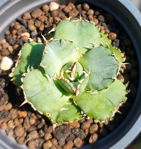 Agave titanota lace - titanota, (rare)