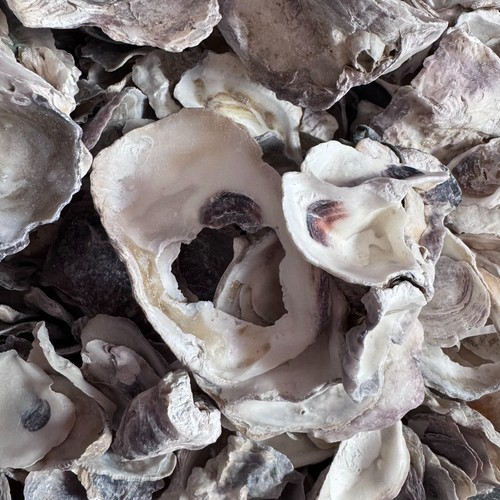 Japanese oyster shells for - japanese,