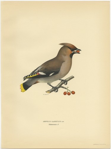 Antique bird print the - bird, of