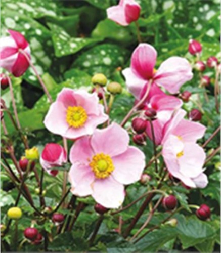 Anemone hybrida satin doll - x,