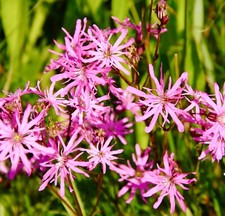 4000x lychnis flos - 4000x,