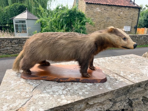 Vintage taxidermy badger - vintage, on