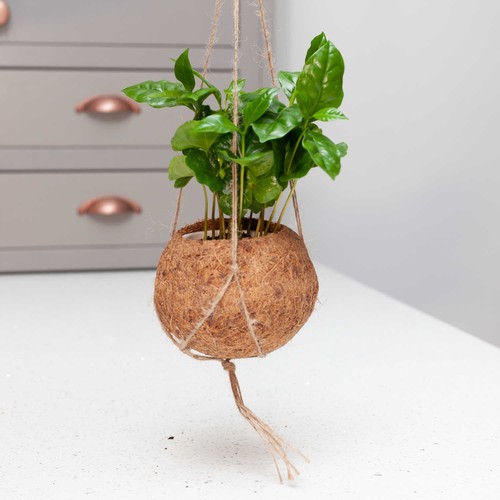 Coffee plant kokedama coffea - coffee,