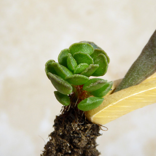 Adromischus cristatus key - cristatus,