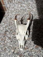 muntjac deer skull taxidermy