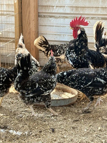 Exchequer leghorn hatching - exchequer,