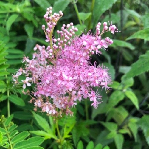 Filipendula rubra venusta - filipendula,