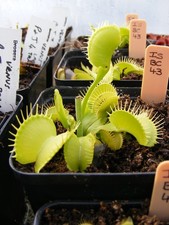 Carnivorous Plant - Venus Fly Trap - Dionaea Muscipula - IS BC43 all green form.