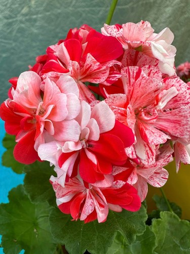 Pelargonium lia barcelona - pelargonium, barcelona💫