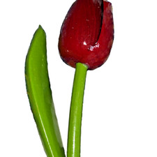 Red Wooden Tulip vibrant