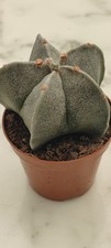 Astrophytum Myriostigma: Grey