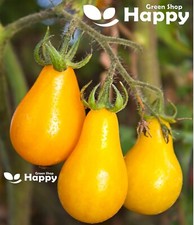 YELLOW PEAR TOMATO 100 SEEDS -