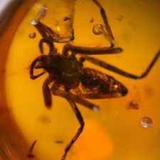 SPIDER in Burmese / Burmite