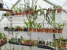 Aluminium greenhouse - 6",