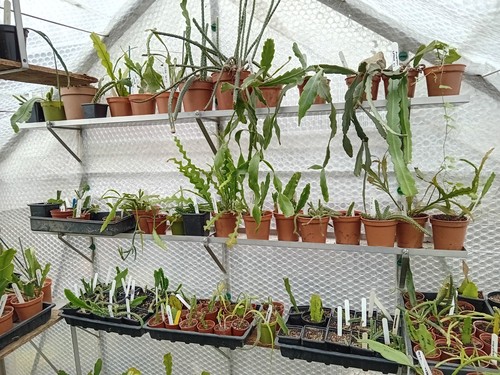 Aluminium greenhouse - 6", (15cm)