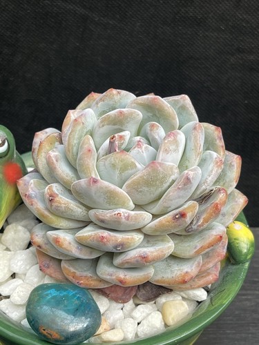 Echeveria monroe hybrid korean - monroe,