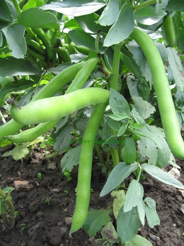 Vegetable dwarf broad bean - ,