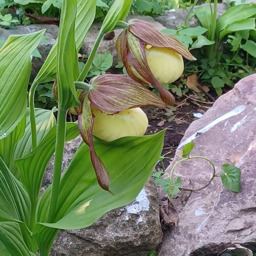 Slipper orchid cypripedium - slipper,