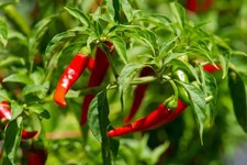 3x Hot Cayenne Chilli Pepper