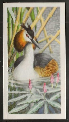 Brooke bond bird - bond, (tea)-bird