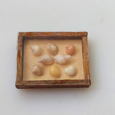 Display Case with real shells  - 12th scale
