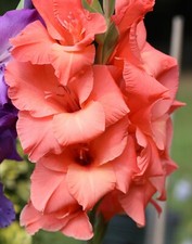 10 Gladioli PINK Large