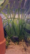 ?Out Of STOCK ? ?Vallisneria spiralis? Straight Vallis Live Aquarium Plants.