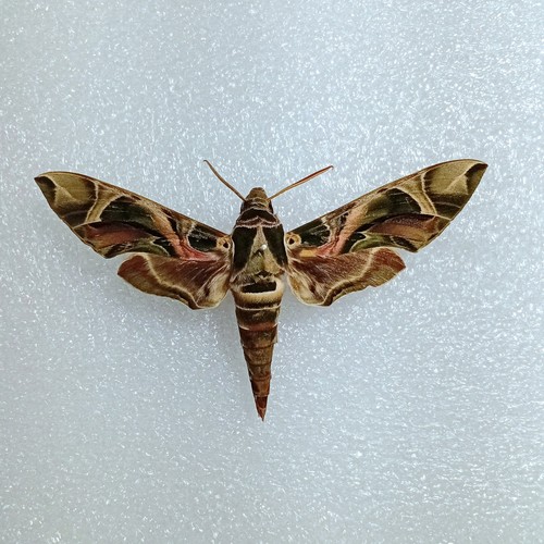 Oleander hawk moth - hawk-moth,, daphnis