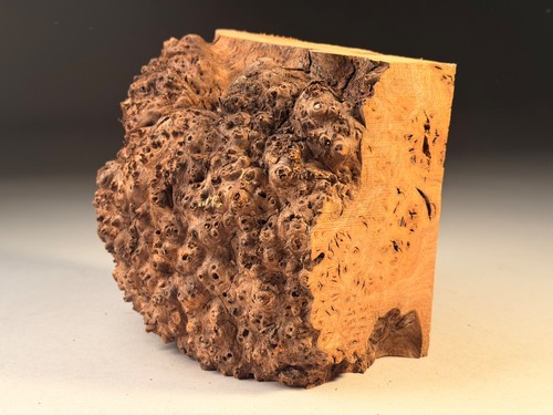 Cap burr elm - elm, edge