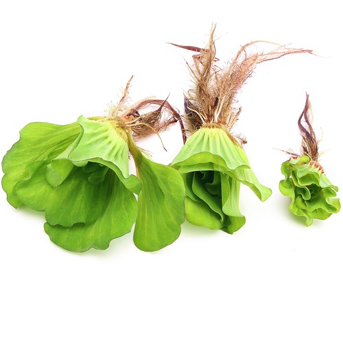 Pistia stratiotes live - pistia,