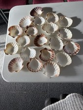 Scallop Shells (19) For Baking Seafood