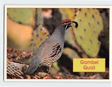 Postcard Gambel Quail Southwest USA